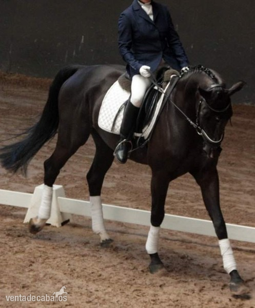 Se vende caballo de salto BWP negro - Caballos Capados in 