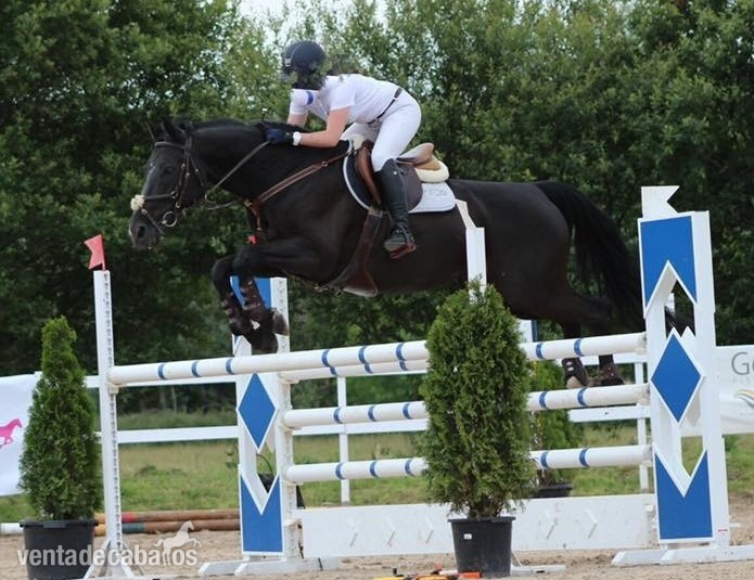 Caballos Capados BWP - Se vende caballo de salto BWP negro
