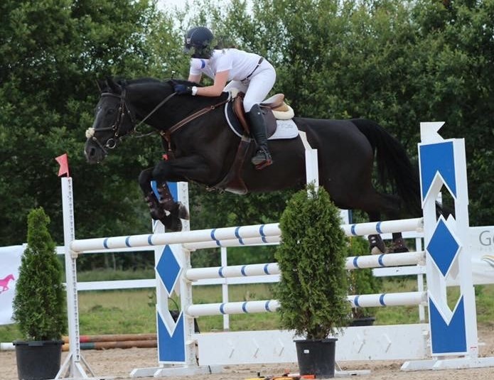 Caballos Capados BWP - Se vende caballo de salto BWP negro