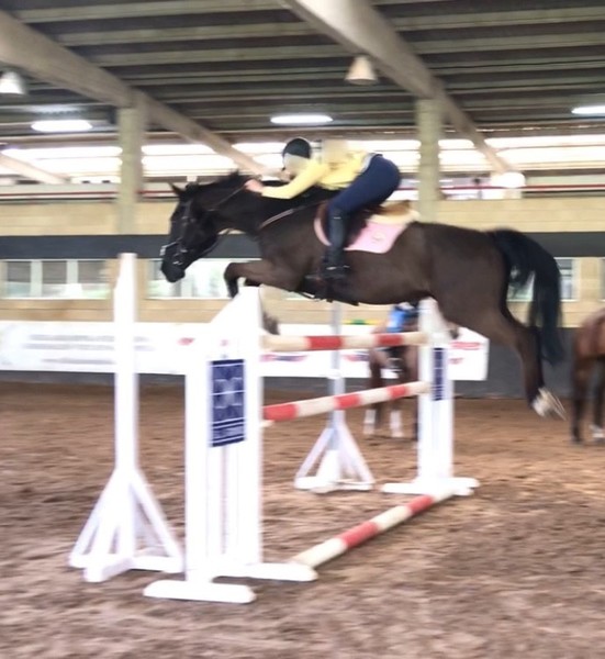Se vende caballo de salto BWP negro - Caballos Capados BWP