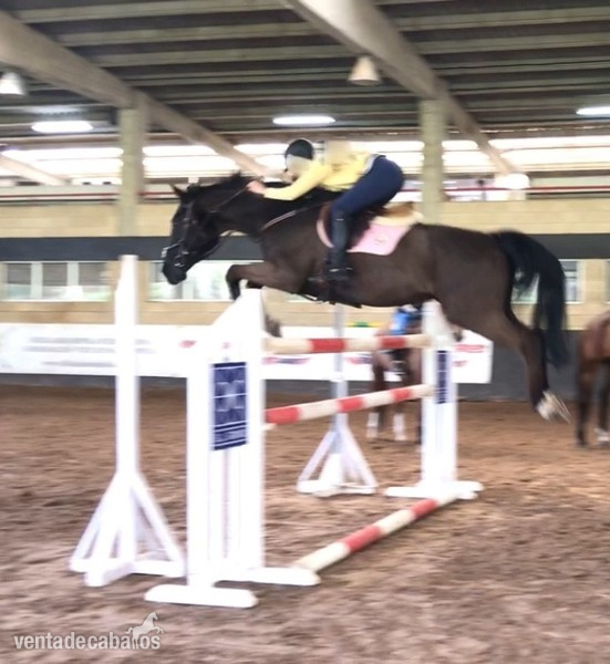 Se vende caballo de salto BWP negro - Caballos Capados BWP