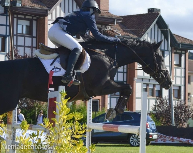 Se vende caballo de salto BWP negro - BWP