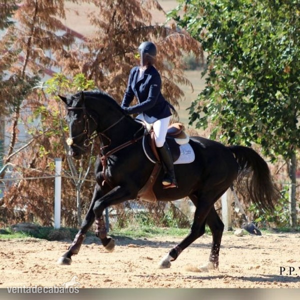 Se vende caballo de salto BWP negro - Caballos Capados