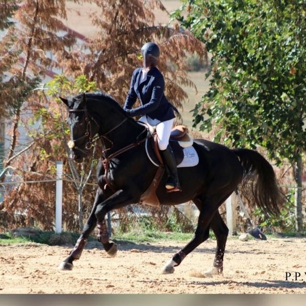 Se vende caballo de salto BWP negro - Caballos Capados