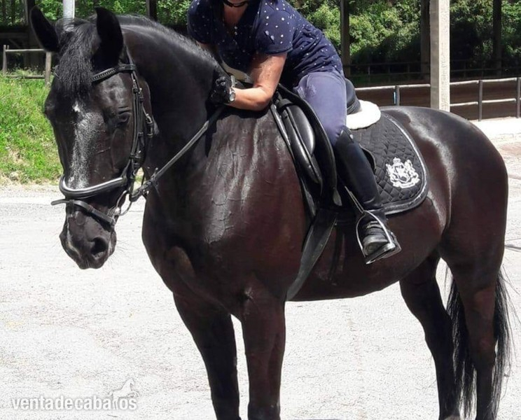 Se vende caballo de salto BWP negro
