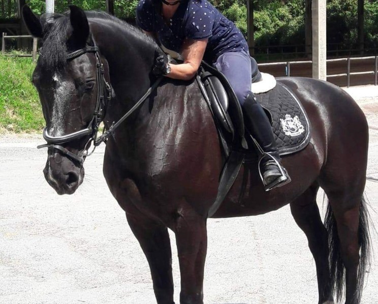 Se vende caballo de salto BWP negro
