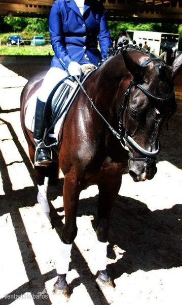  Se vende caballo de salto BWP negro