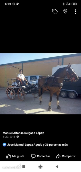 Caballo Lesionado Adopción in 
