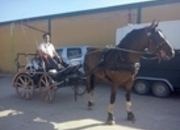 Caballo Lesionado Adopción