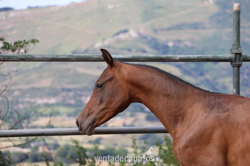Hispano-Arabe