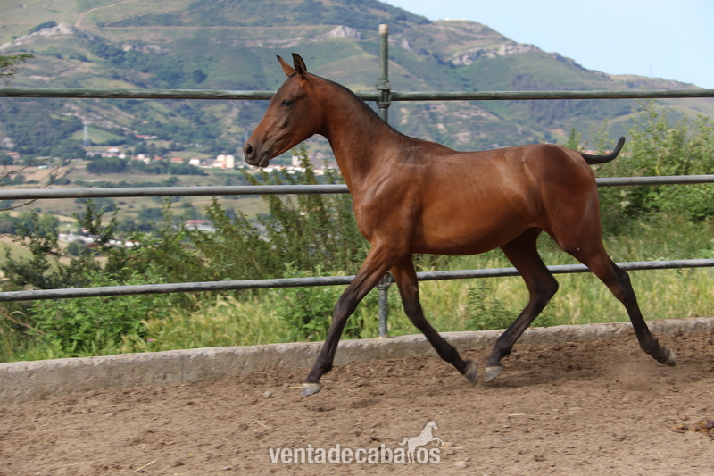 Hispano-Arabe {TYPE}
