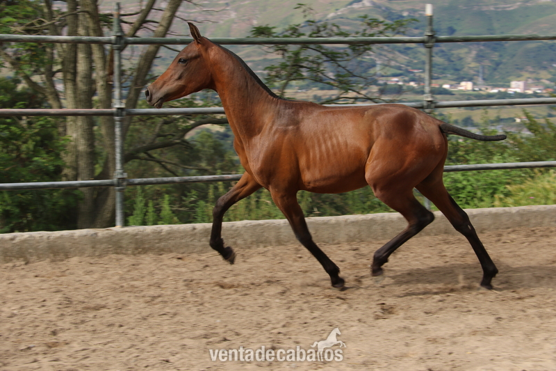Caballo Hispano Árabe Hispano-Arabe - potro de año