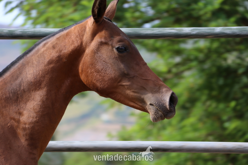 potro de año - Caballo Hispano Árabe Hispano-Arabe