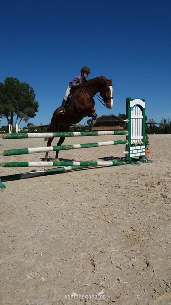 Caballo cruzado tres sangres in 