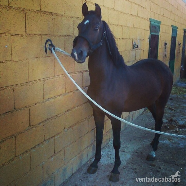 SE VENDE JACA in 