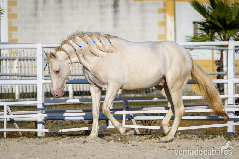 DIAMANTE P.R.E SEMENTAL EN VENTA in 