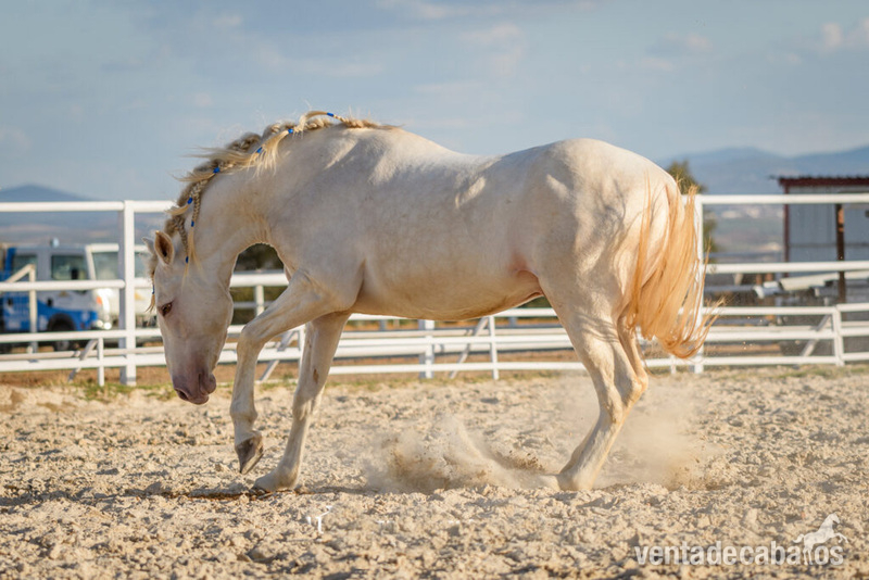 DIAMANTE P.R.E SEMENTAL EN VENTA - Caballos Pura Raza Española (P.R.E.) P.R.E PURA RAZA ESPAÑOLA 
