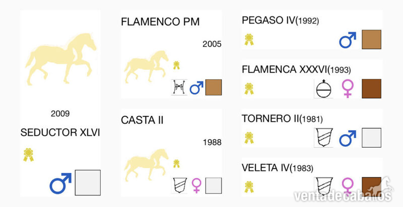 DIAMANTE P.R.E SEMENTAL EN VENTA - Caballos Pura Raza Española (P.R.E.)