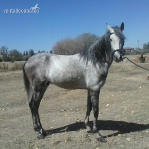 Caballo Hispano Árabe Hispano-Arabe - POTROS Y POTRAS A ELEGIR