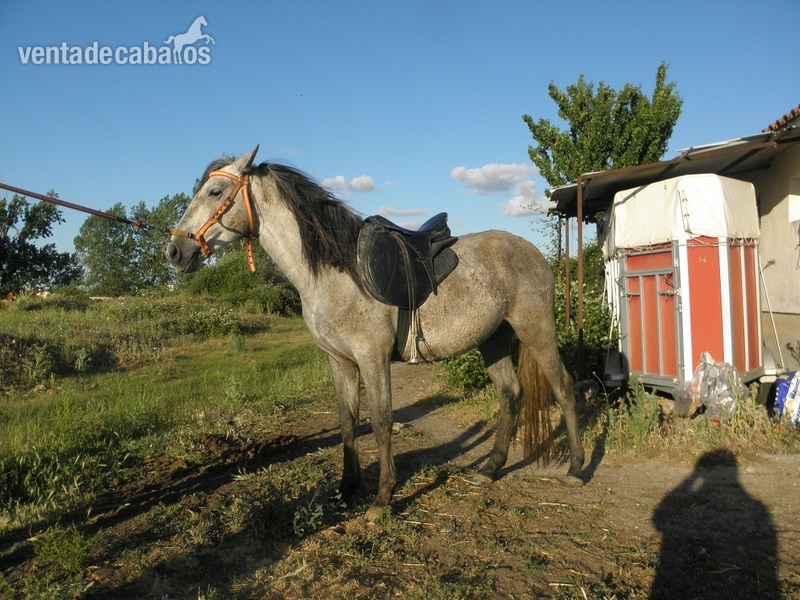 POTROS Y POTRAS A ELEGIR - Caballo Hispano Árabe Hispano-Arabe