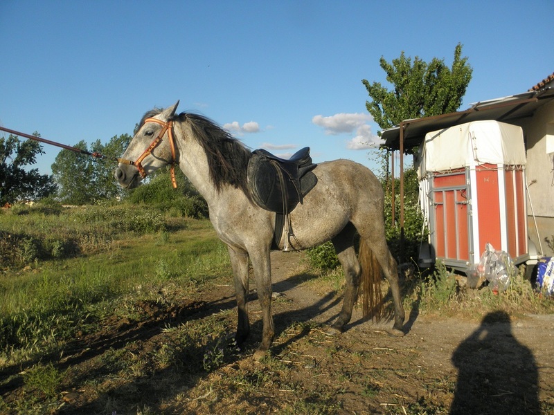 POTROS Y POTRAS A ELEGIR - Caballo Hispano Árabe Hispano-Arabe