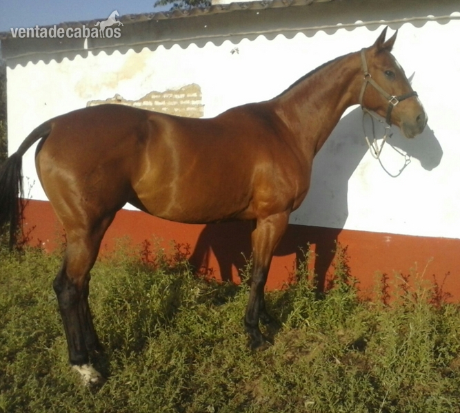Magnifica yegua CDE de cria in 