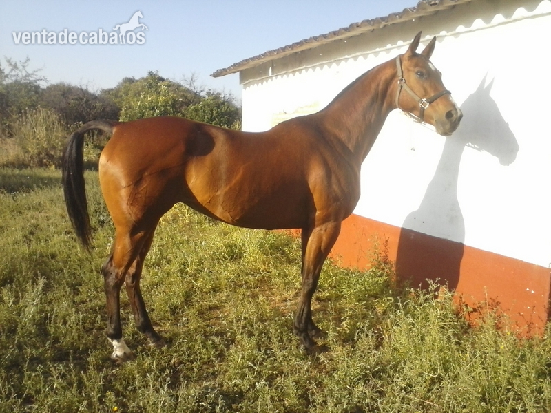Caballo de Deporte Español (CDE)