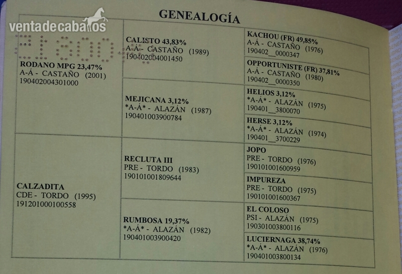 Caballo de Deporte Español (CDE) {TYPE}