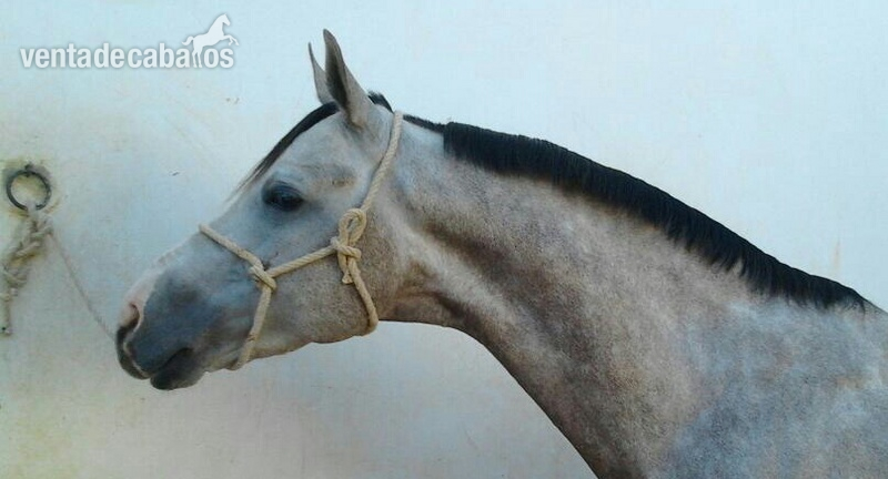 Yeguas Caballo de Deporte Español (CDE) - Magnifica yegua CDE de cria