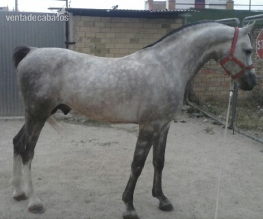 Magnifica yegua CDE de cria - Yeguas Caballo de Deporte Español (CDE)