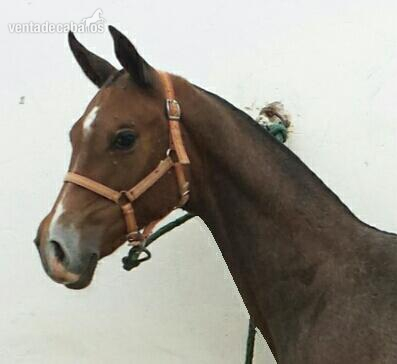 Magnifica yegua CDE de cria - Caballo de Deporte Español (CDE)