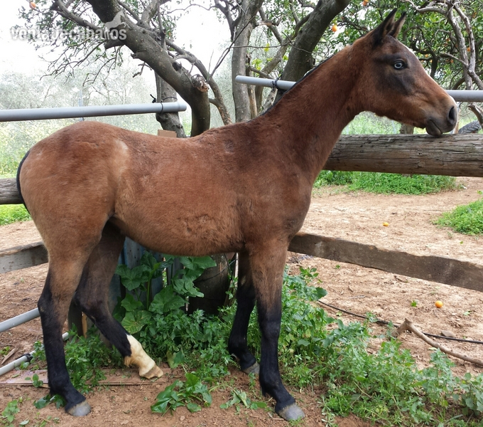Magnifica yegua CDE de cria - Yeguas