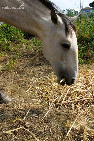 Precioso potro Lusitano in 