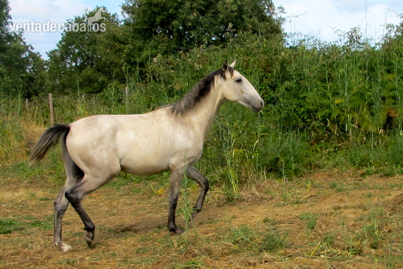 Lusitano