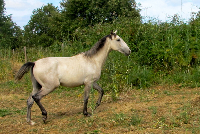 Lusitano