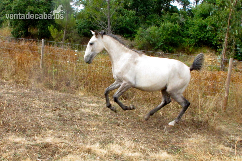 Lusitano {TYPE}
