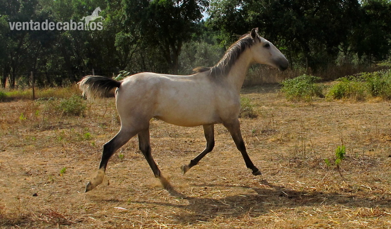 Potros Lusitano - Precioso potro Lusitano