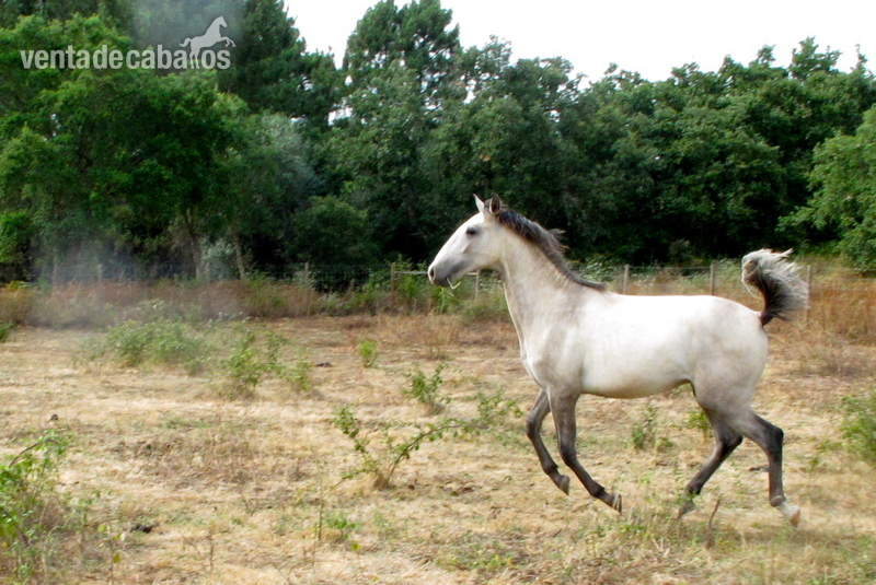 Precioso potro Lusitano - Potros Lusitano