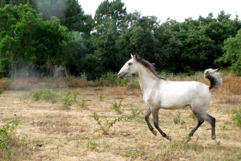 Precioso potro Lusitano - Potros Lusitano
