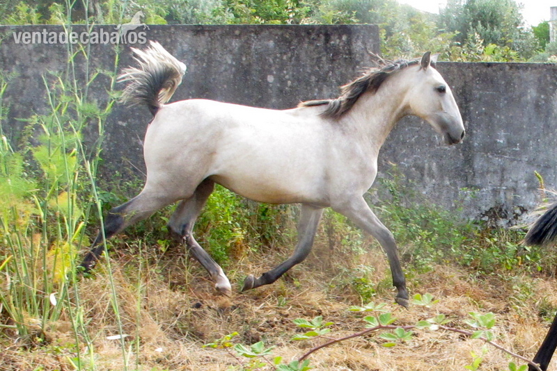 Precioso potro Lusitano - Lusitano