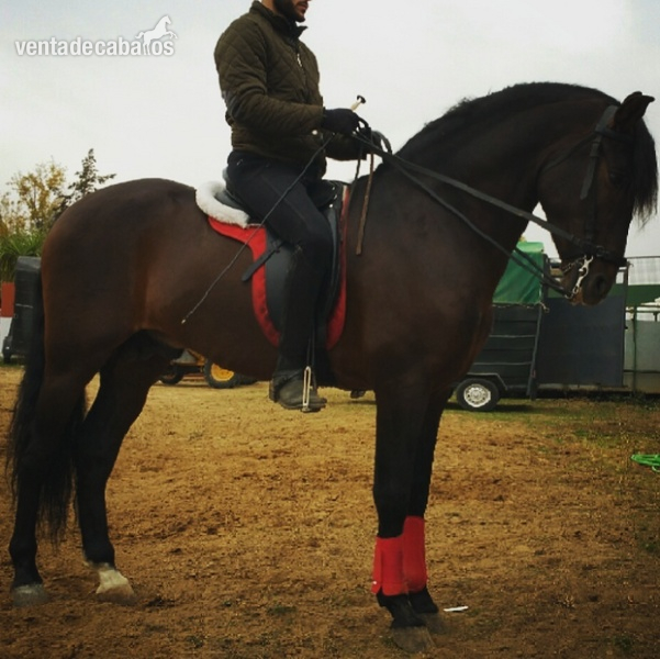 Caballos PRE con carta  in 