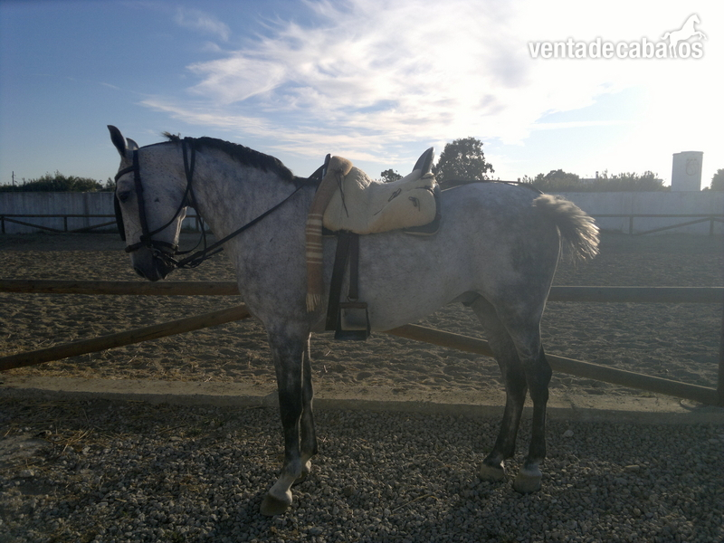 vendo caballo de nueve años in 