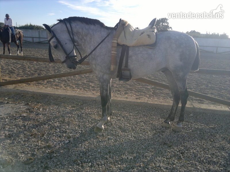 Hispano-Arabe