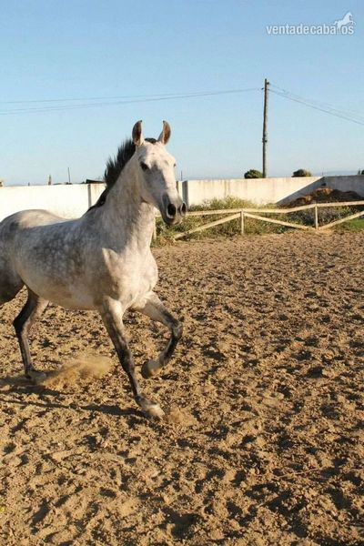 Hispano-Arabe {TYPE}