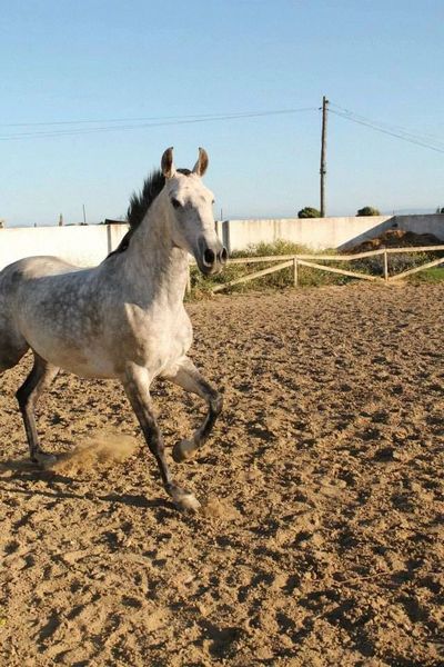 Hispano-Arabe {TYPE}