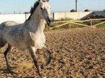 vendo caballo de nueve años
