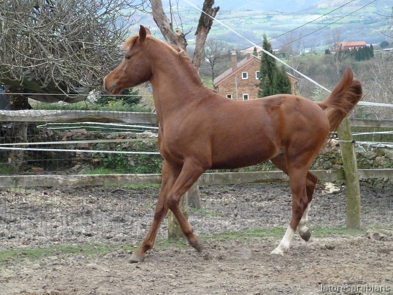 purasangre arabe