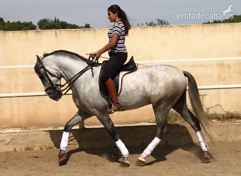 Venta de caballo  in 