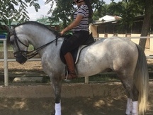 Venta de caballo 