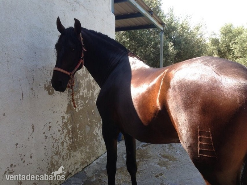 Caballo con el hierro de José Luis De La Escalera in 